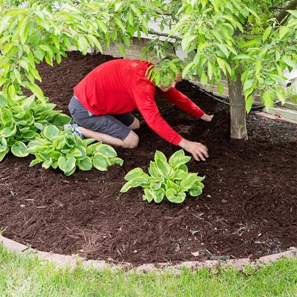 mulch installation can help improve soil health by adding organic matter and promoting microbial activity